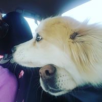 Katharine's Dog Walking and Pet Care logo