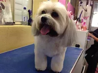 Lexie's Dog and Cat Grooming logo