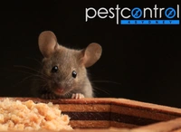 Mouse Removal Sydney logo