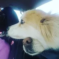 Katharine's Dog Walking and Pet Care logo