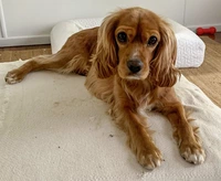 Nanna Jens Pet Services  logo