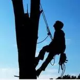 Jaz's Tree Looping Services logo