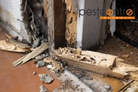 Pre-Purchase Timber Inspection Sydney logo